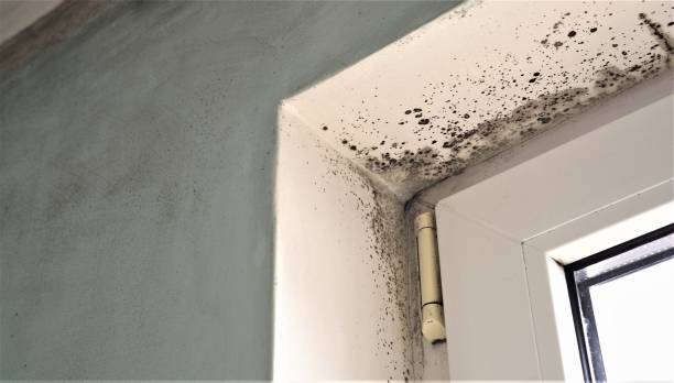 Best Comprehensive Air Testing for Mold Contaminants  in Pumpkin Center, NC