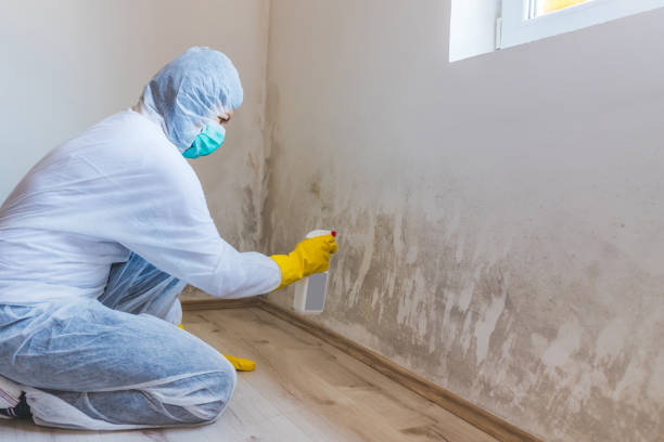 Best Mold Damage Restoration  in Pumpkin Center, NC
