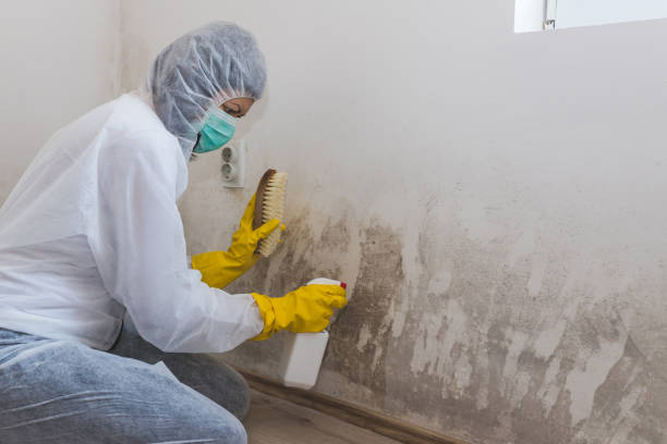 Best HVAC Mold Inspection and Cleaning  in Pumpkin Center, NC