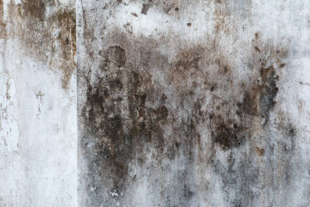 Best Industrial Mold Remediation  in Pumpkin Center, NC