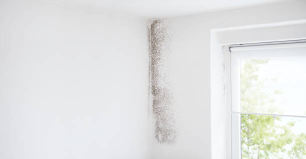 Best Emergency Mold Remediation  in Pumpkin Center, NC