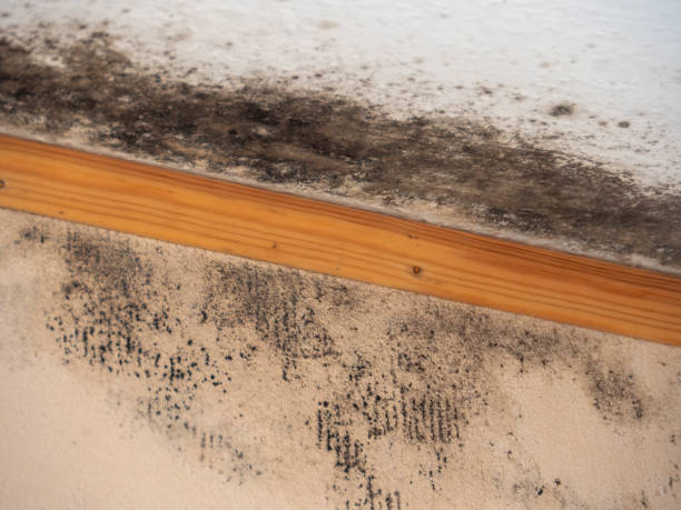 Best Asbestos and Lead Testing During Mold Inspection  in Pumpkin Center, NC