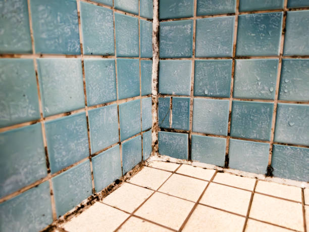 Best Basement Mold Removal  in Pumpkin Center, NC