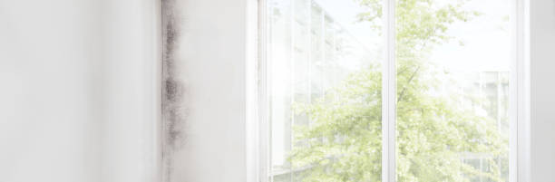 Best Real Estate Mold Inspection  in Pumpkin Center, NC