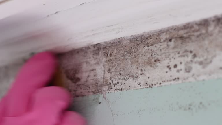 Best Attic Mold Removal  in Pumpkin Center, NC